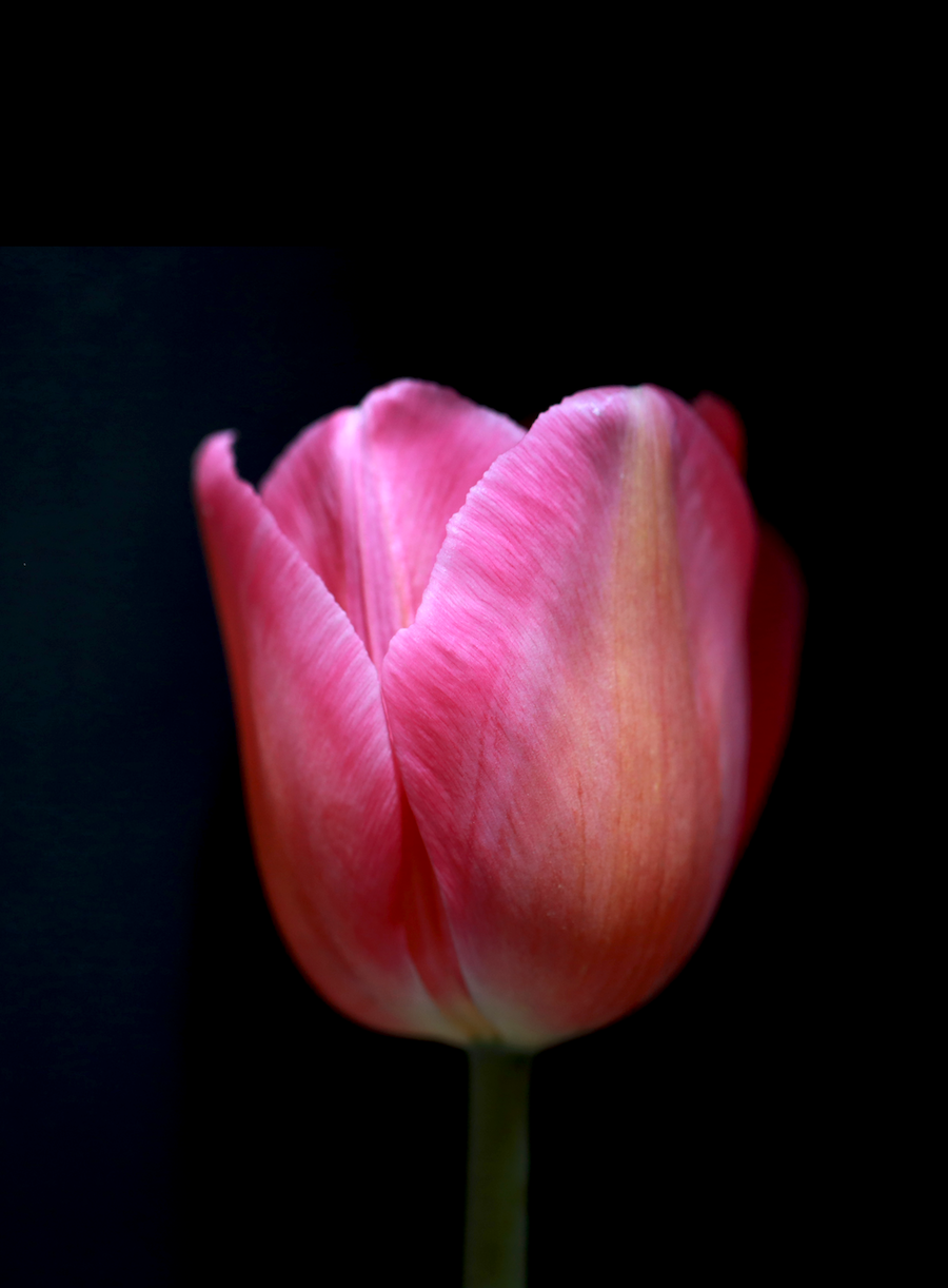 Severine Queyras - Tulipes